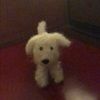 beneppo1